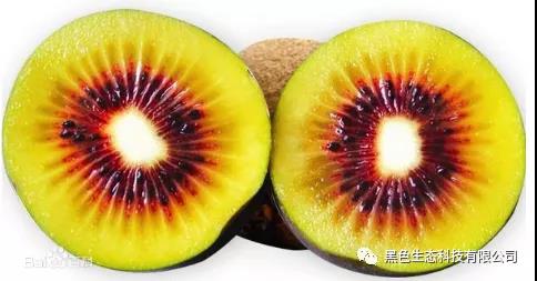 黑色生态蒲江猕猴桃“品质王”大赛，看看谁是大赢家！